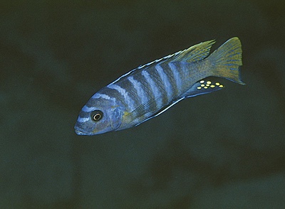 Maylandia sp. 'zebra yellow tail' Lupingu